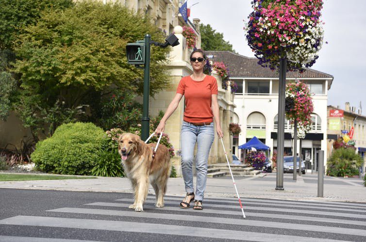 Guide dog